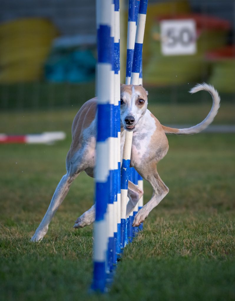 whippet agility