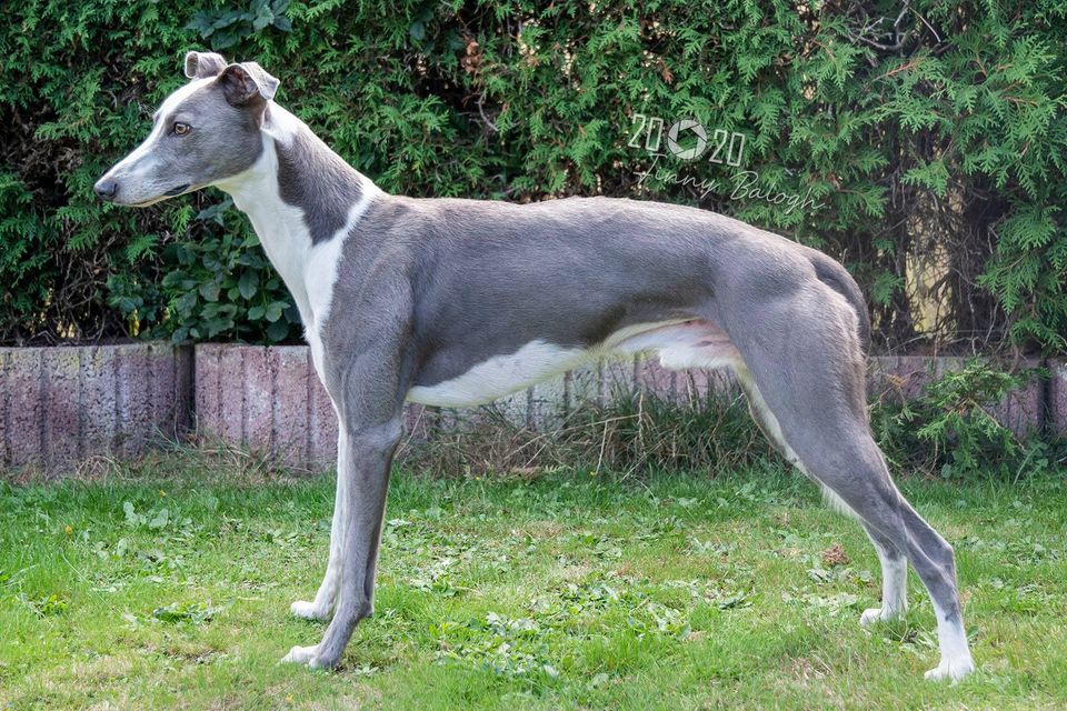 Whippet blue cheap and white