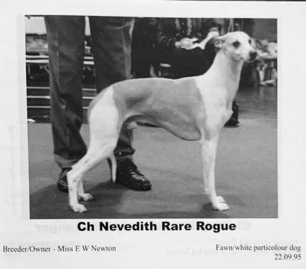 Whippet The Breed Archive