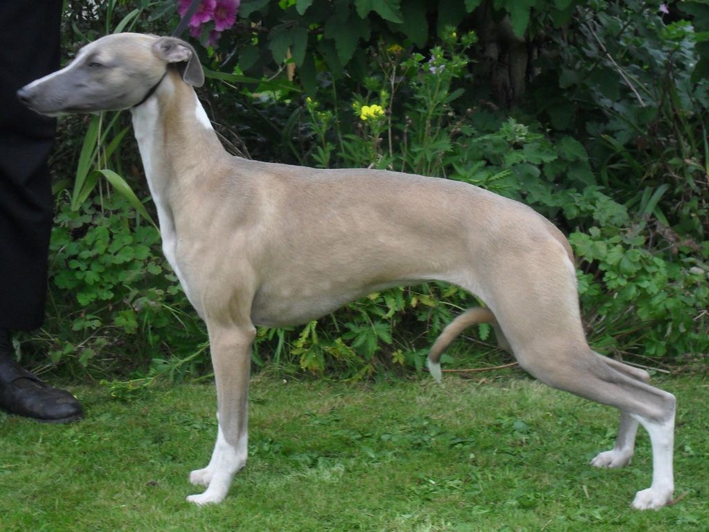 Whippet - The Breed Archive