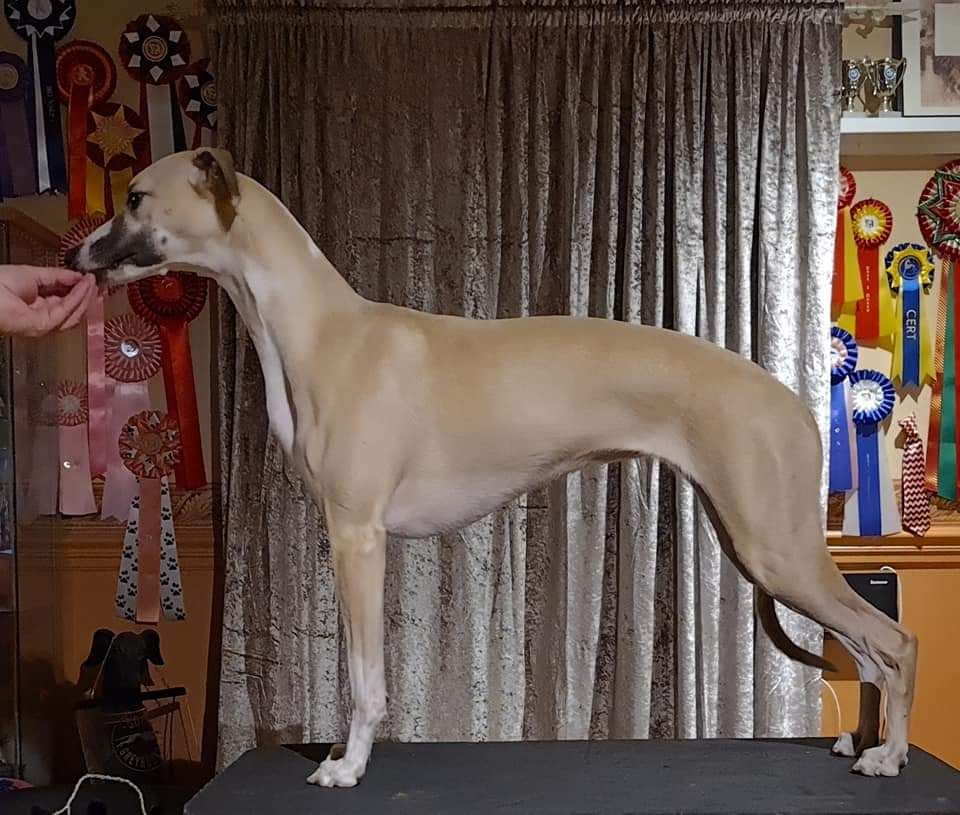Whippet The Breed Archive