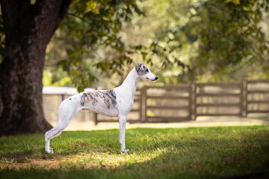 Whippet The Breed Archive