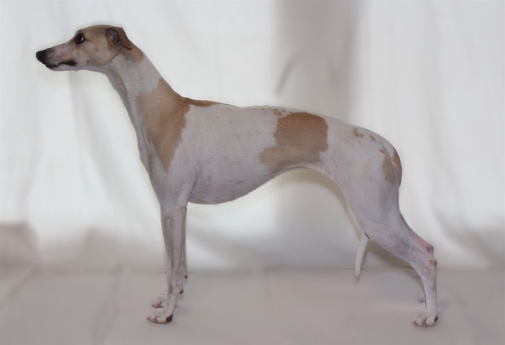 Whippet The Breed Archive