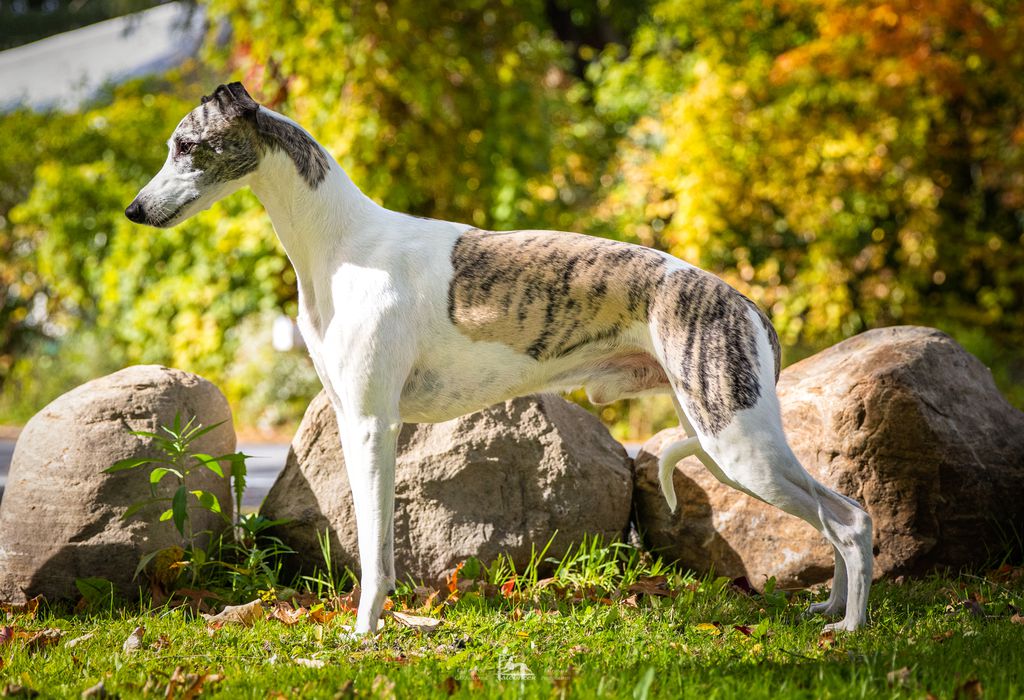 Whippet The Breed Archive