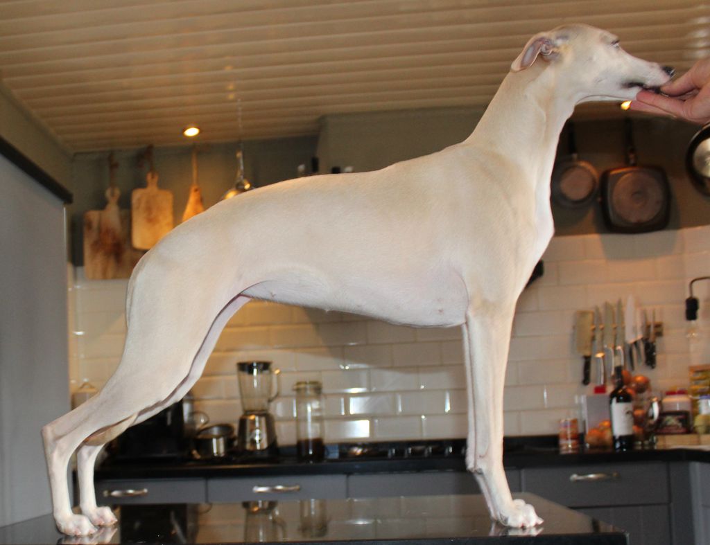Whippet The Breed Archive