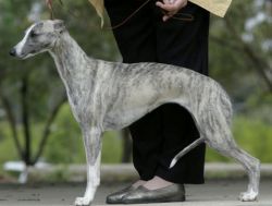 silver whippet