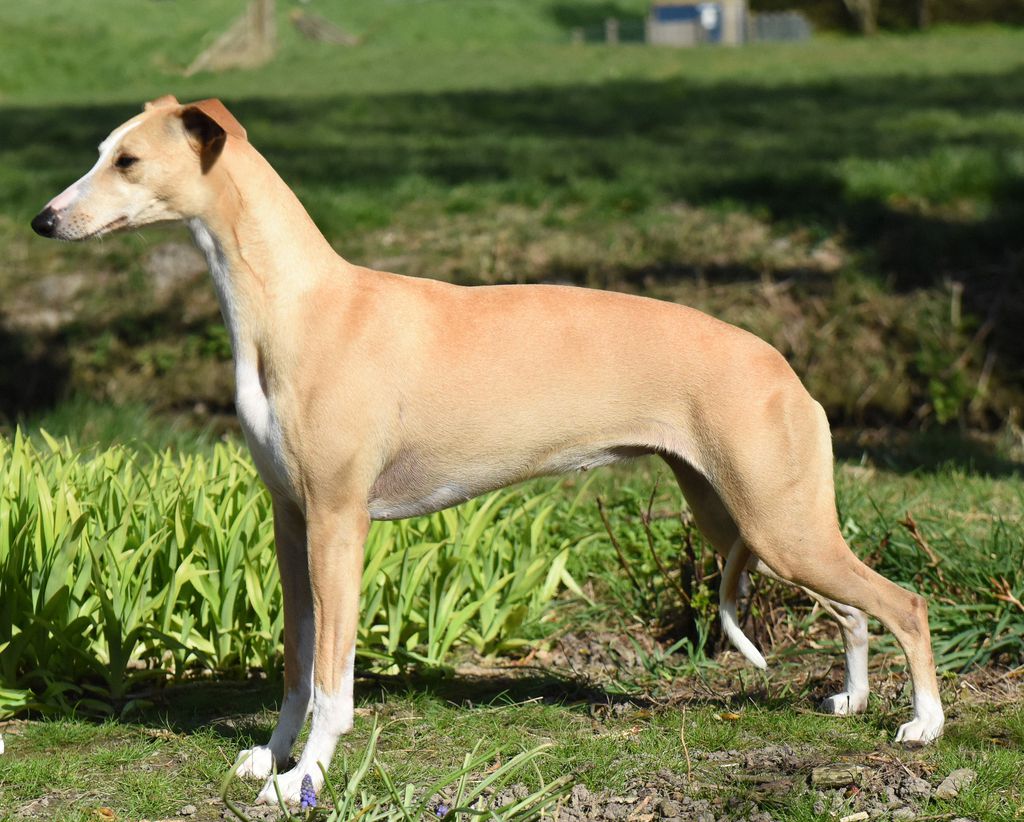 is the whippet legal in netherlands