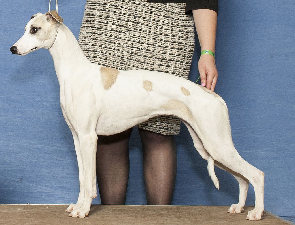 Alice sowders sale whippets