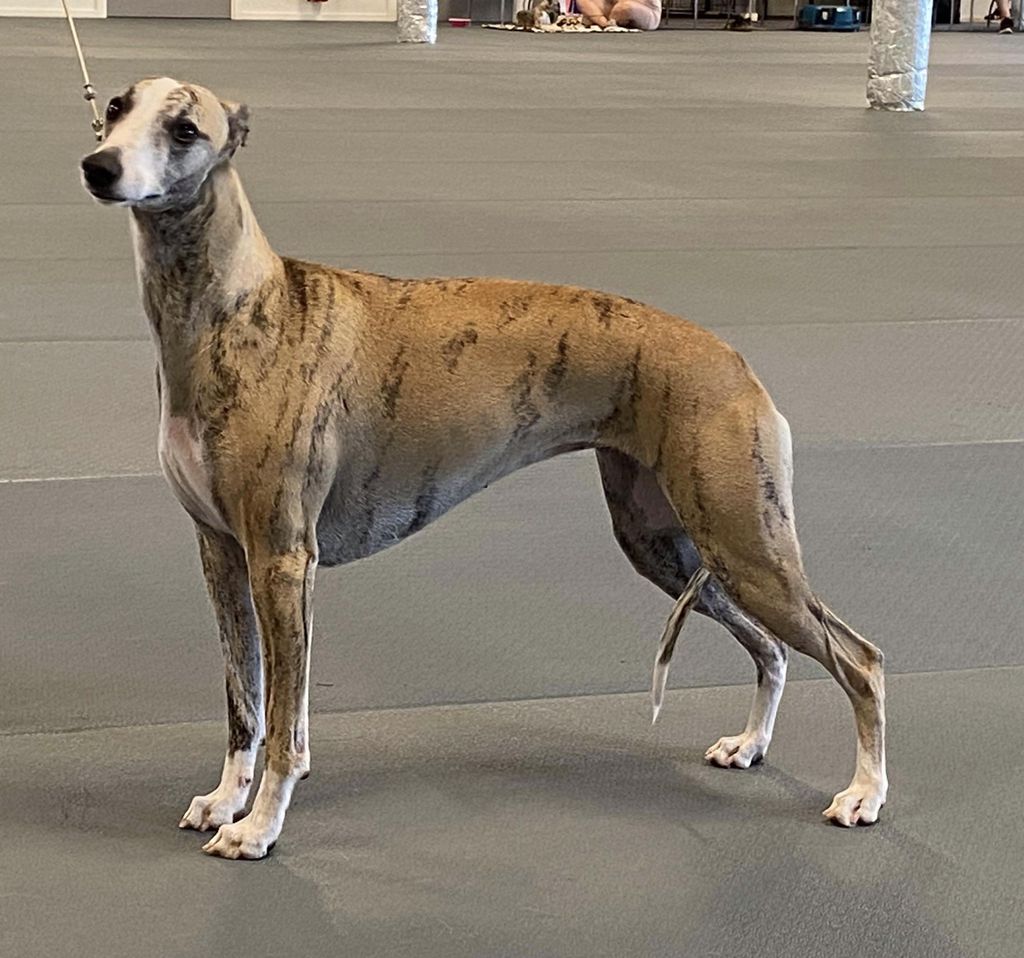 Whippet - The Breed Archive