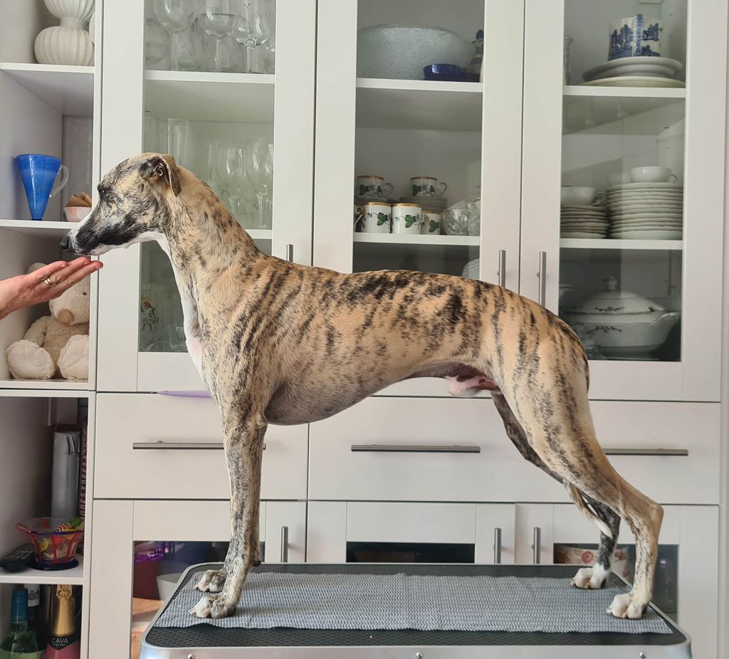 Whippet - The Breed Archive