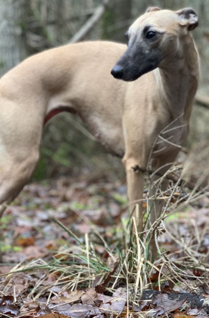 Sable whippet hot sale