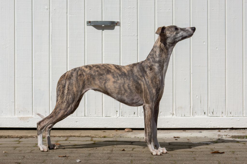 Black store brindle whippet