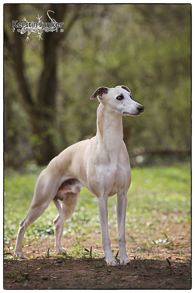 Whippet The Breed Archive