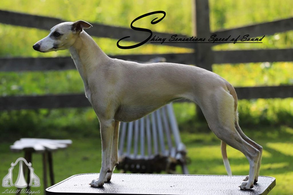 Whippet store blue fawn