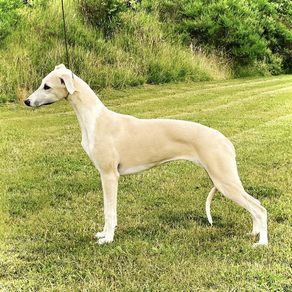 Whippet The Breed Archive