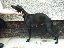 penny meadow whippets