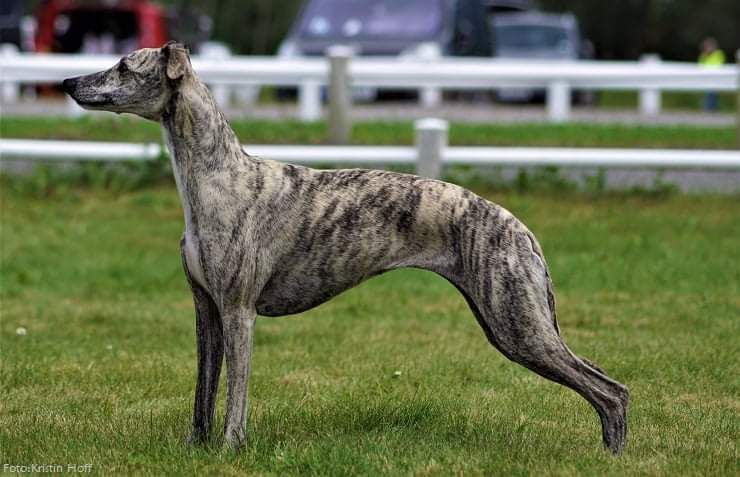 Whippet - The Breed Archive