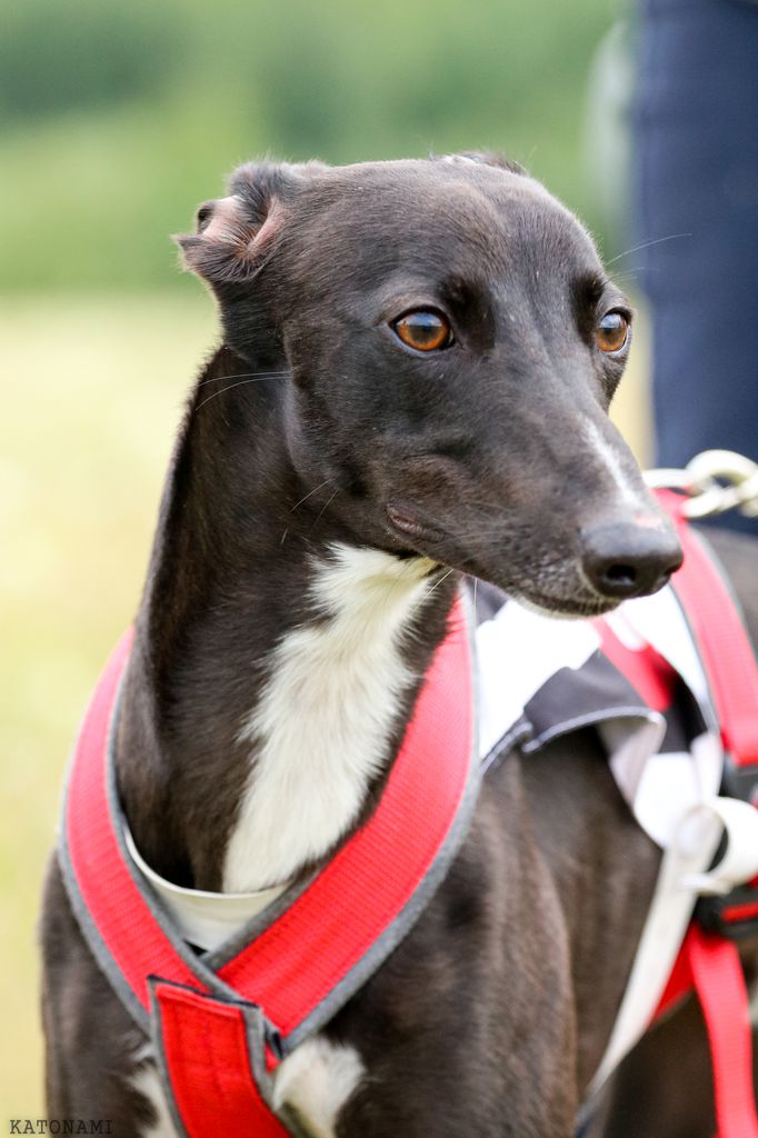 Whippet The Breed Archive