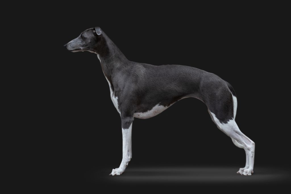 Whippet The Breed Archive