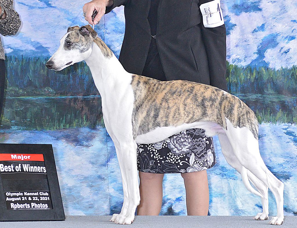 Royal canin hot sale whippet