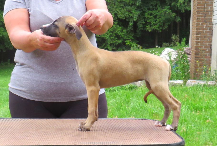 Kisharo whippets best sale