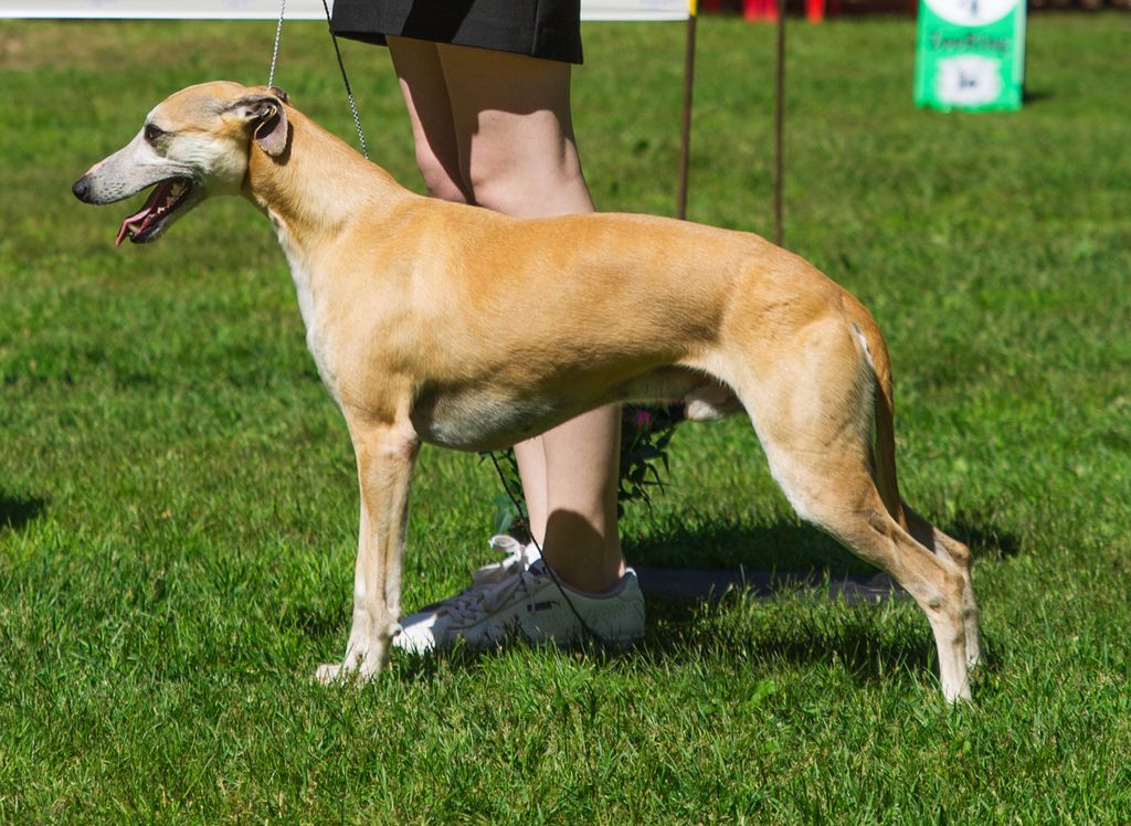 Whippet The Breed Archive