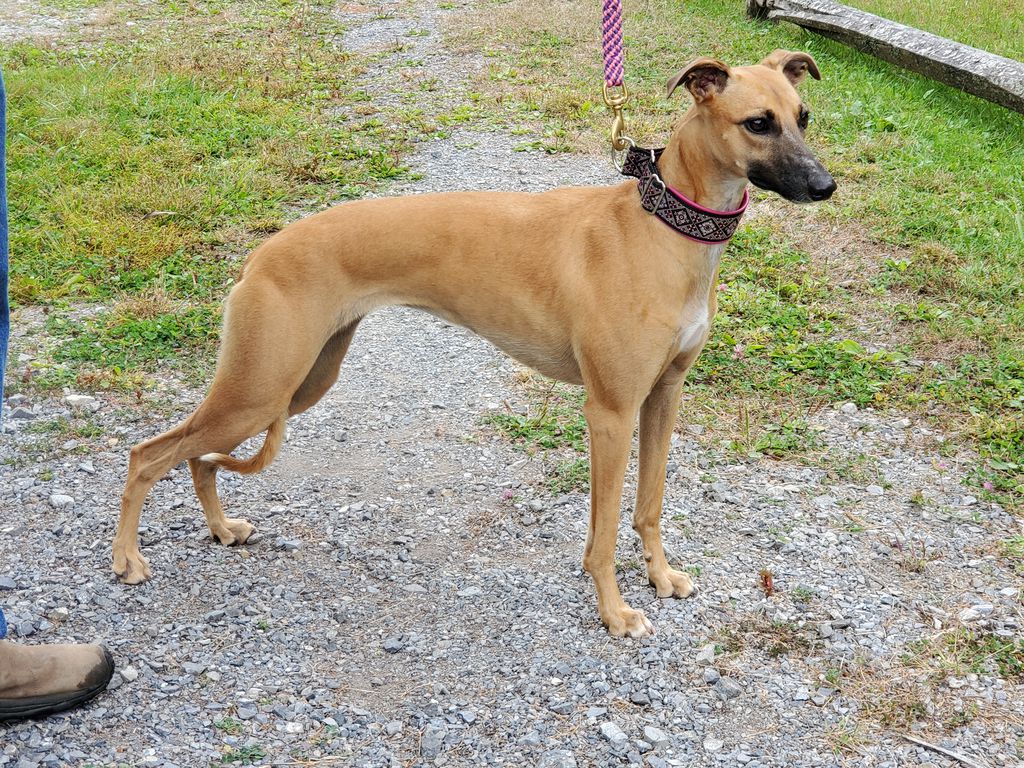 Black and tan store whippet