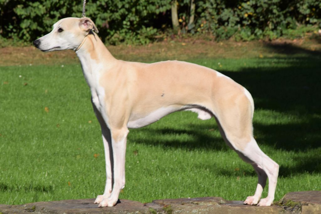 Sable whippet 2024