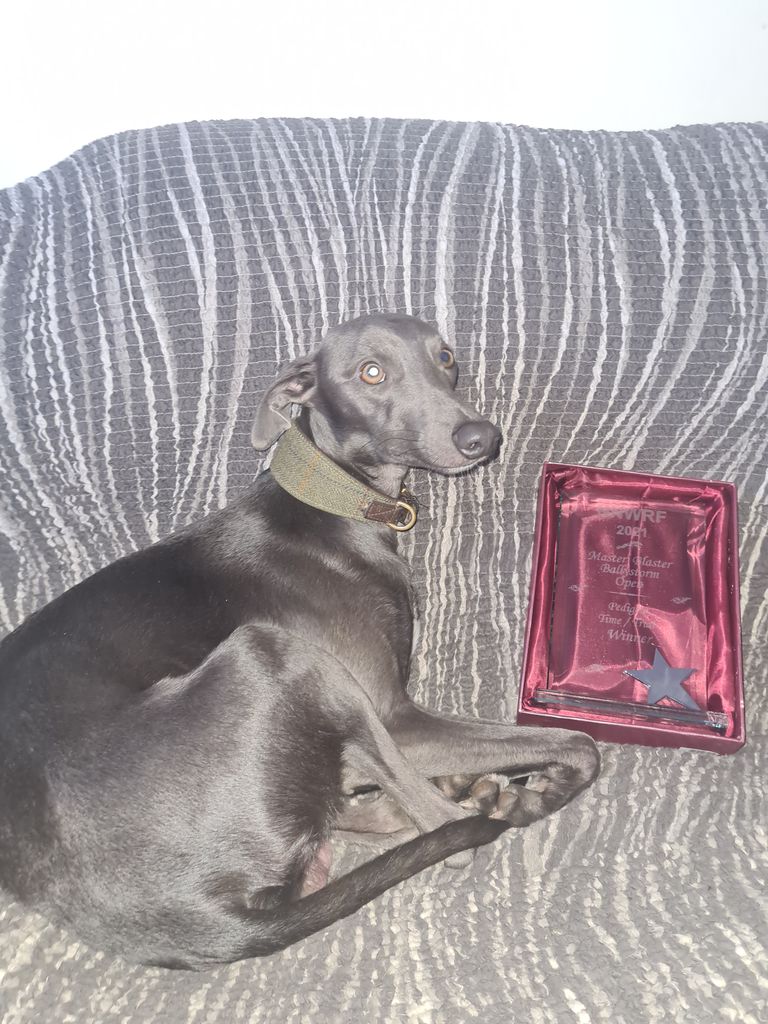 noriSTETSON Whippet ウィペット　タウニー Whippet - The Breed Archive