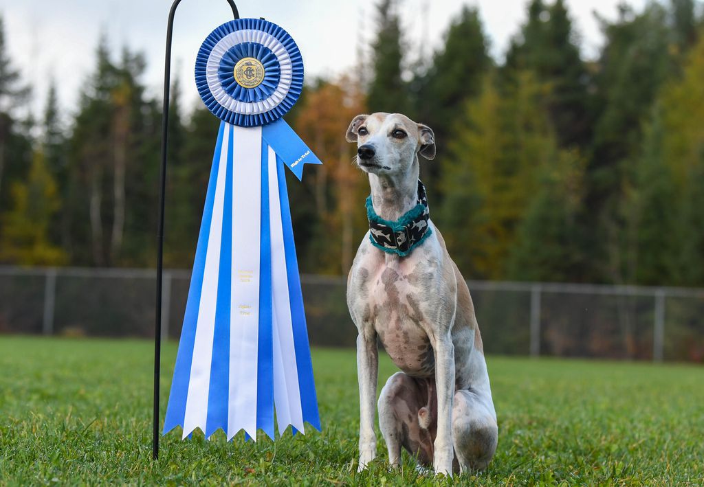 Whippet agility best sale