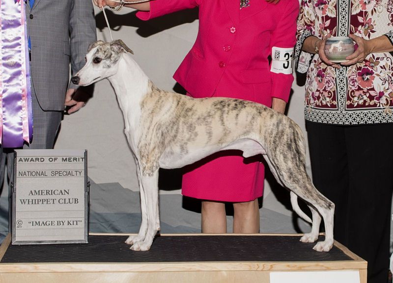 Rusalka whippets 2024