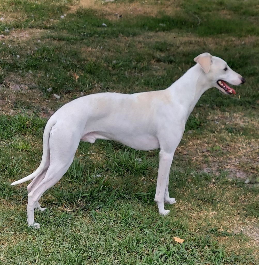 Tivio whippets sales