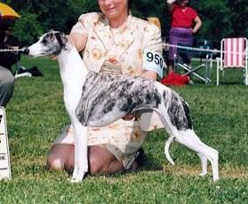 Sporting best sale fields whippets