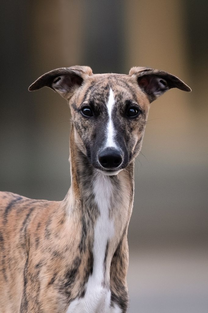 Whippet The Breed Archive