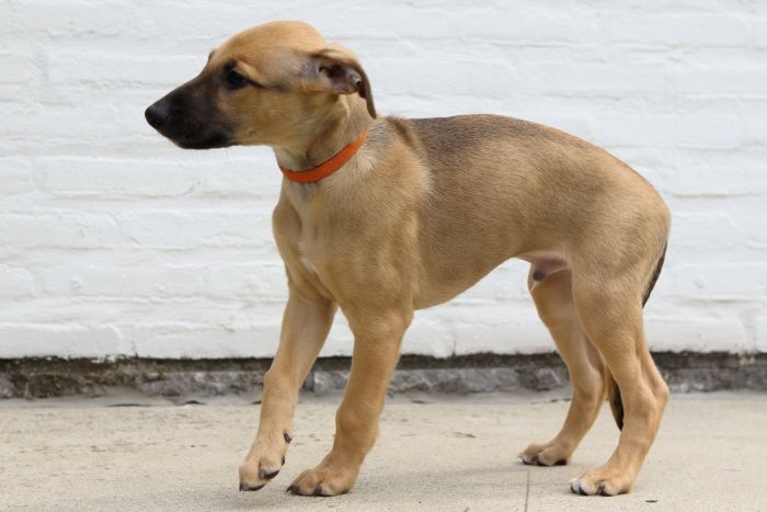 Black mouth best sale cur whippet mix