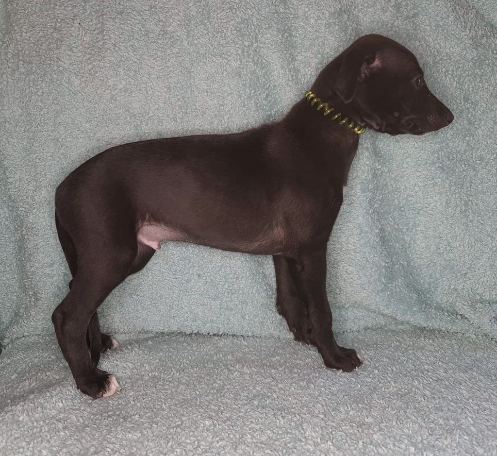 Chocolate whippet hot sale dog