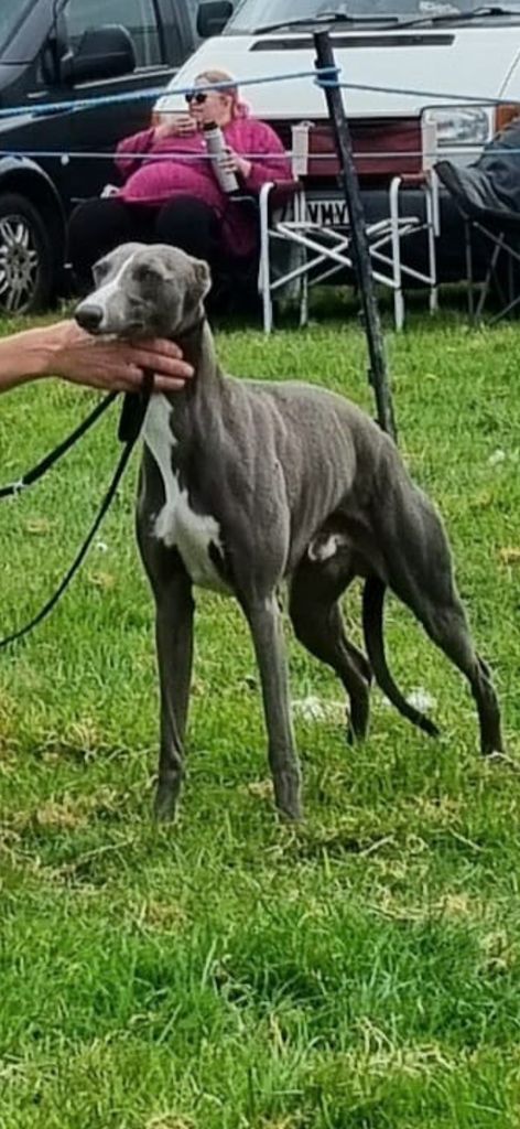 Bull x whippet for hot sale sale