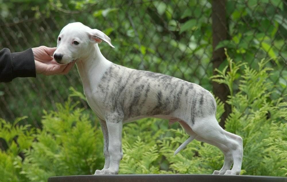 Whippet The Breed Archive
