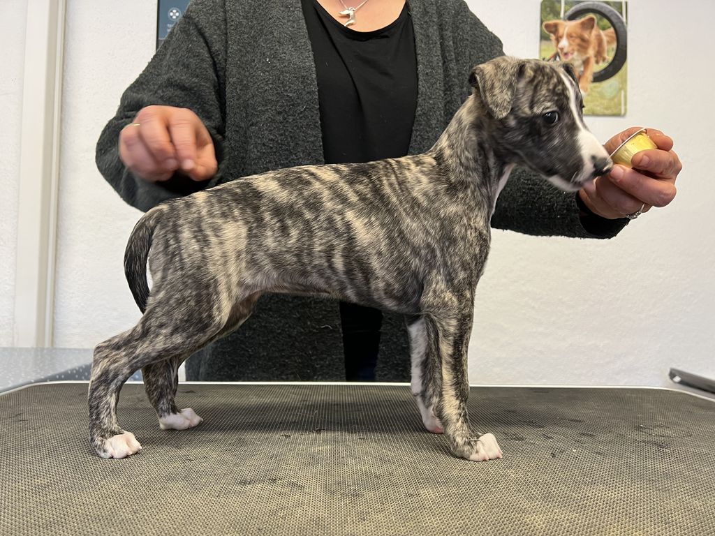 Dark brindle sale whippet