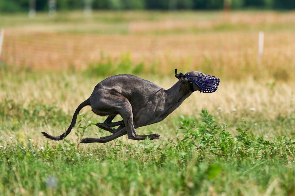 Whippet The Breed Archive