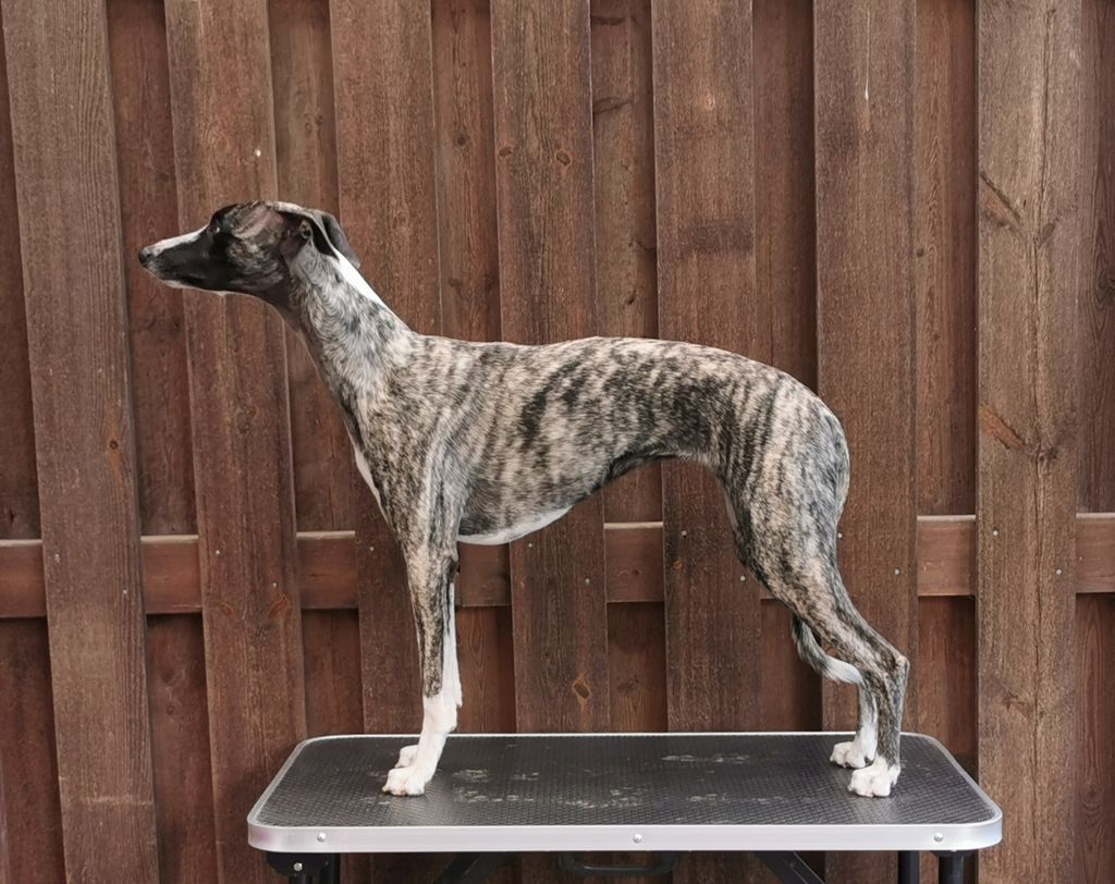 Brindle whippet best sale