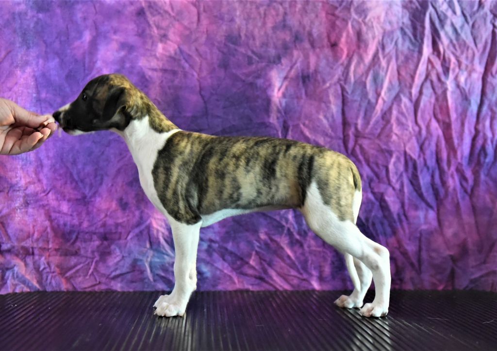 Whippet The Breed Archive