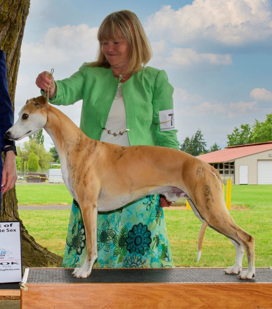 Whippet The Breed Archive