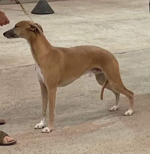 banjara hound