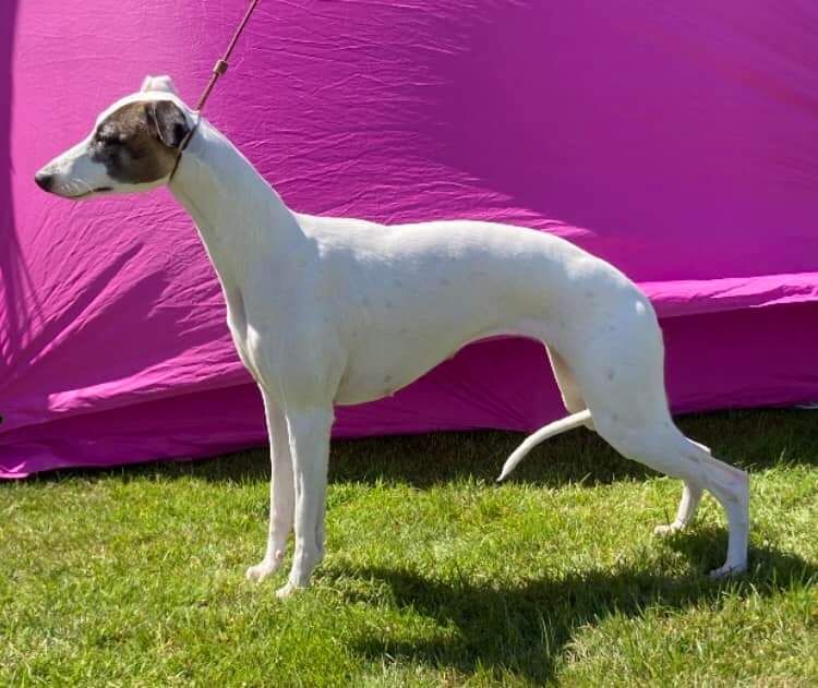 Whippet The Breed Archive