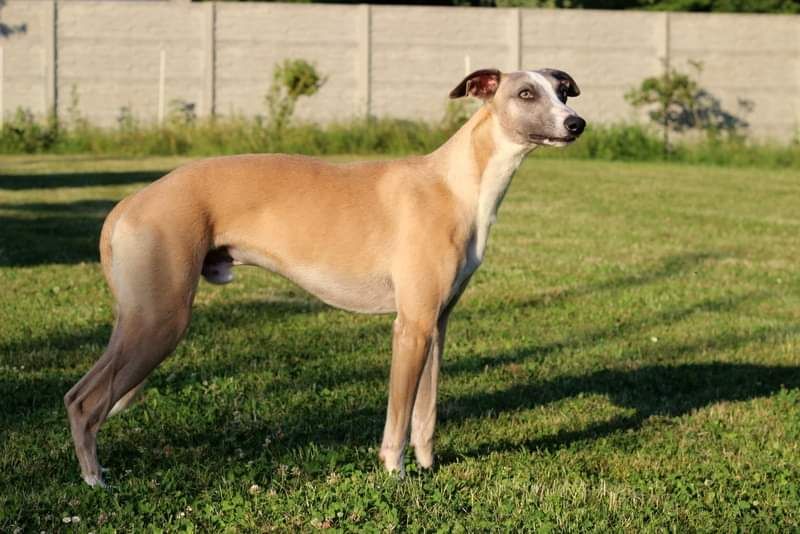 Barnesmore whippets for store sale