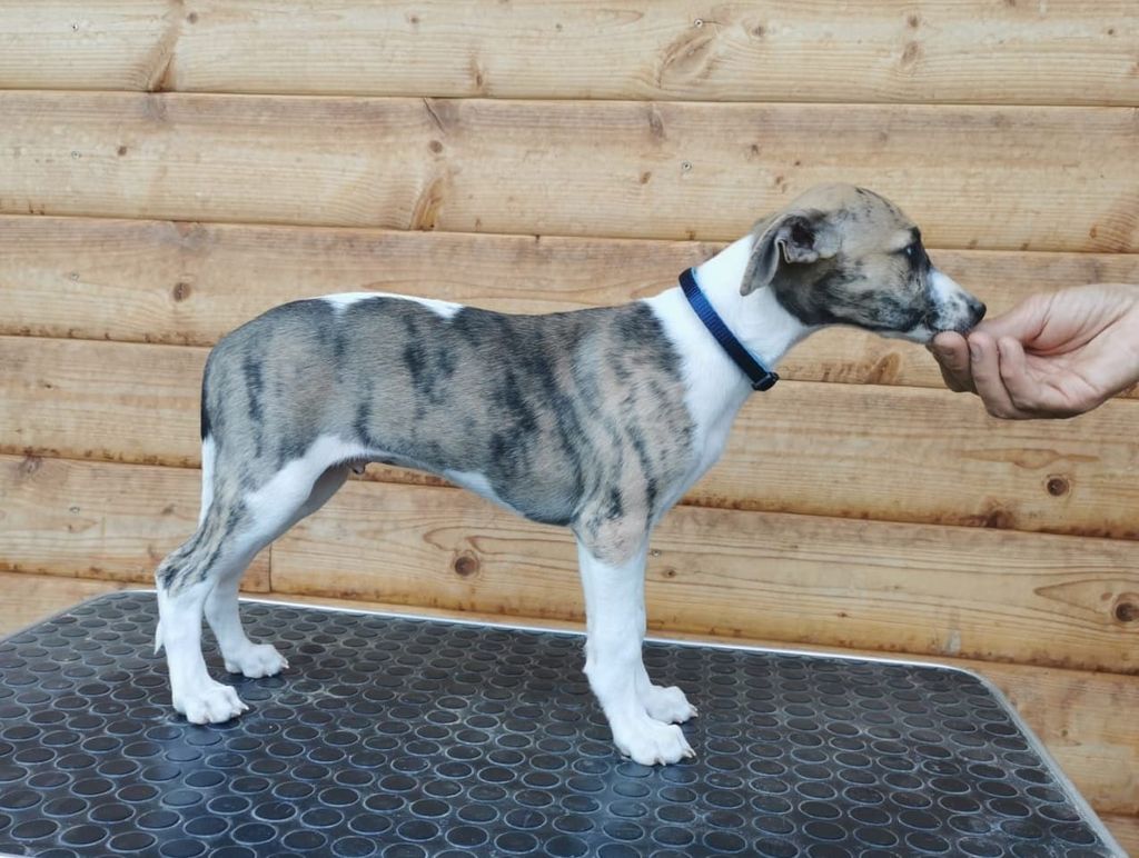 Blue sales merle whippet