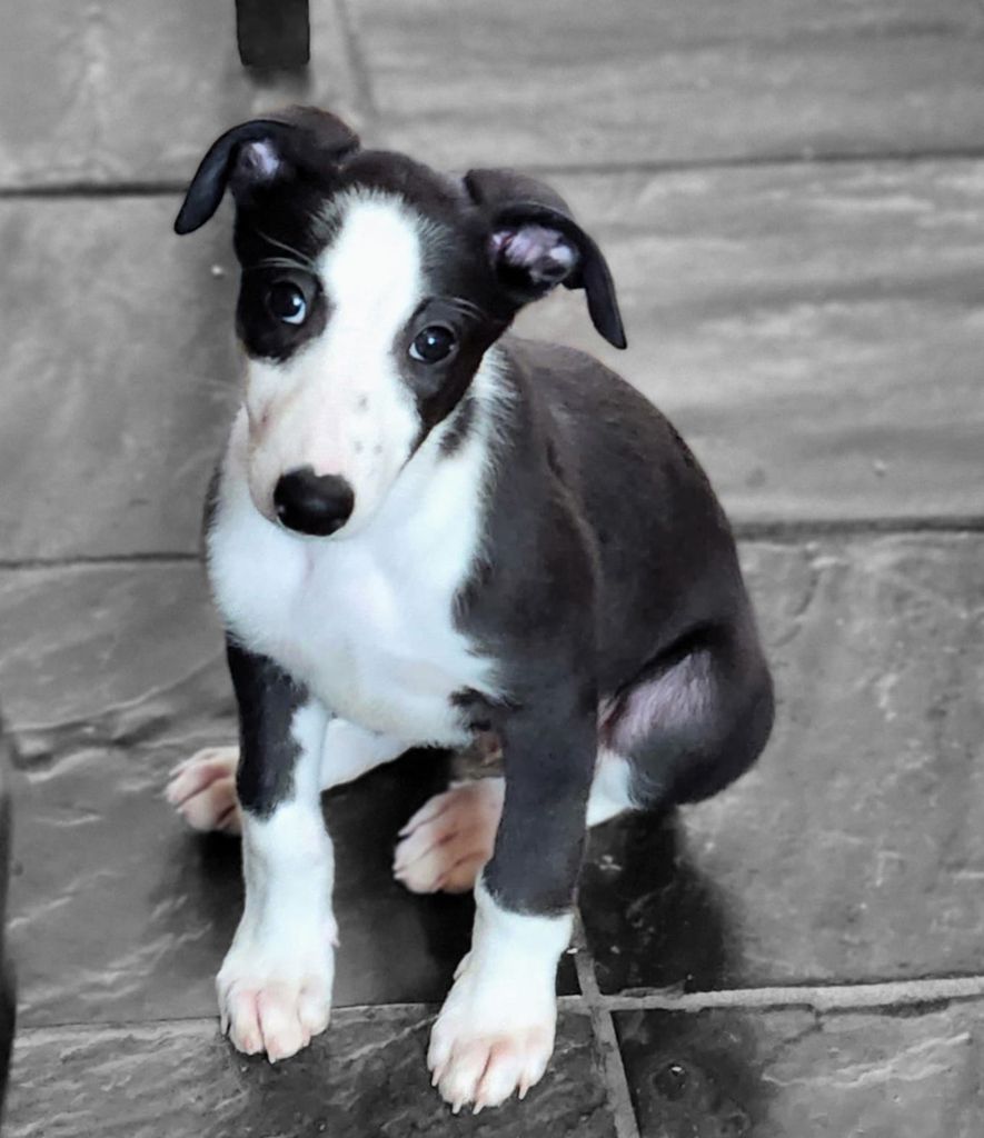 Black and store white whippet puppy