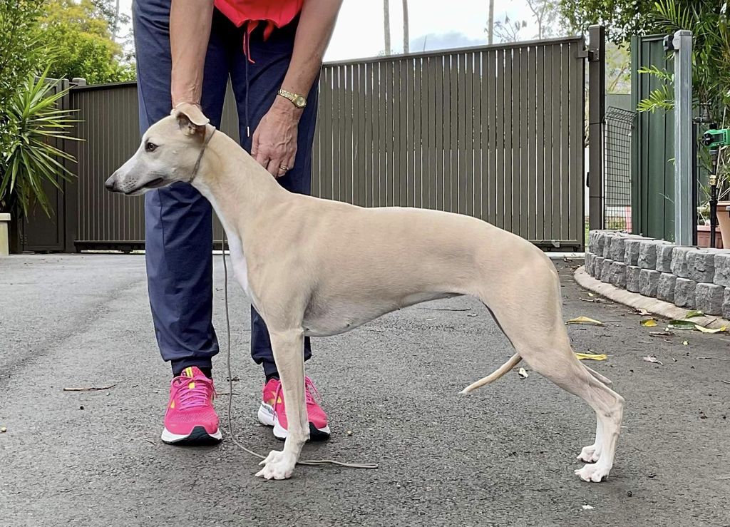 Shawthing fashion whippets