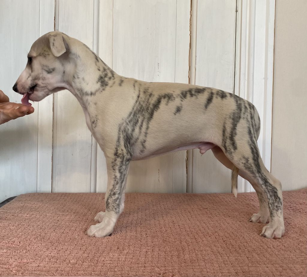 Merle whippet best sale